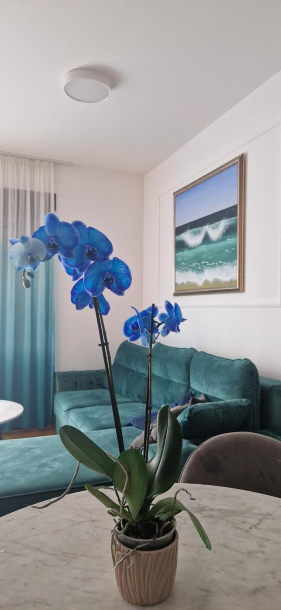 Plava Orhideja Apartment
